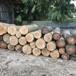 Indoko Forestry