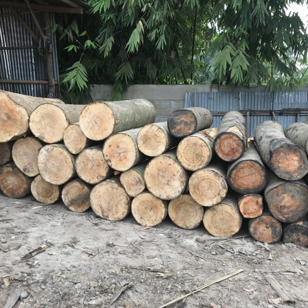 Indoko Forestry